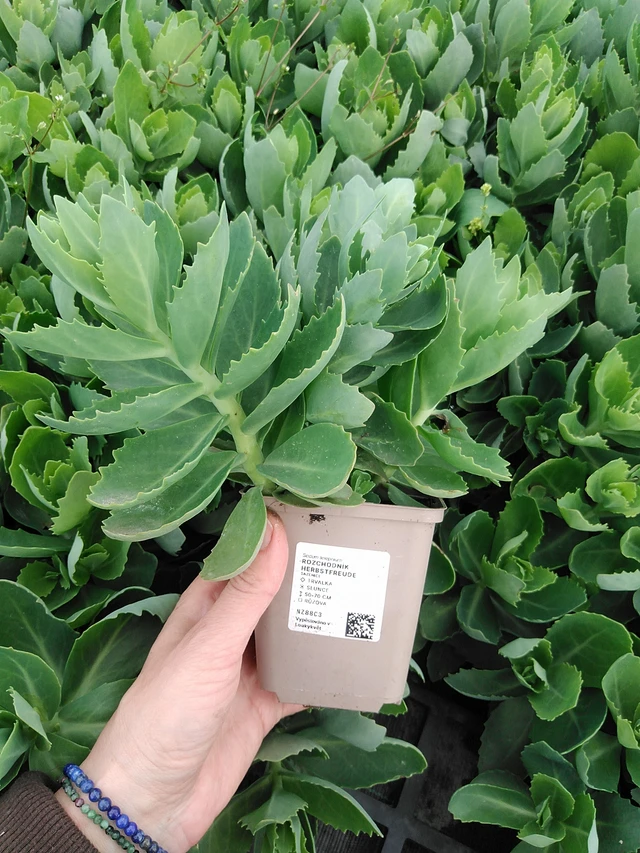 Rozchodník Herbstfreude - 9. 6. 2025