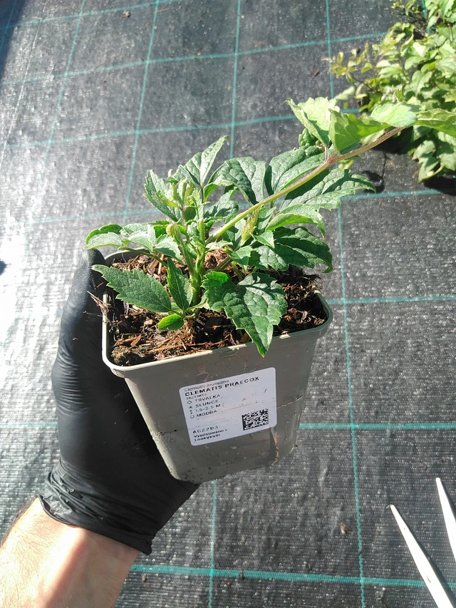 Clematis Praecox - 1. 9. 2025