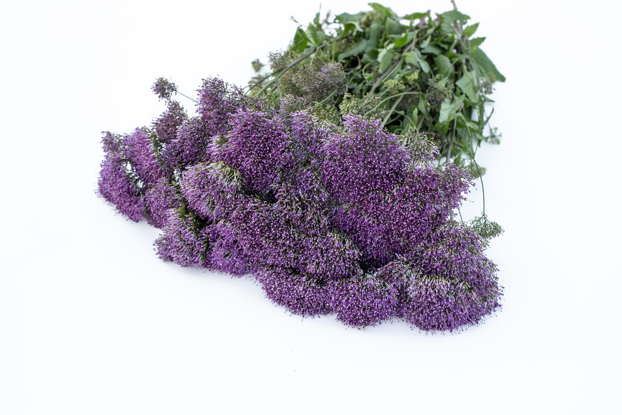 Klokjesbloem Lake Michigan Purple, Loukykvět