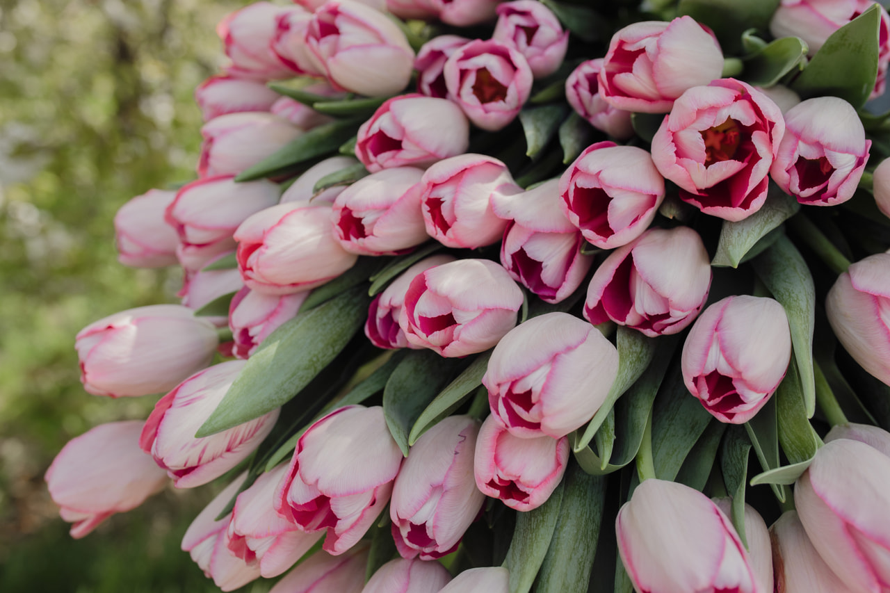 Tulipán Sissi, Loukykvět