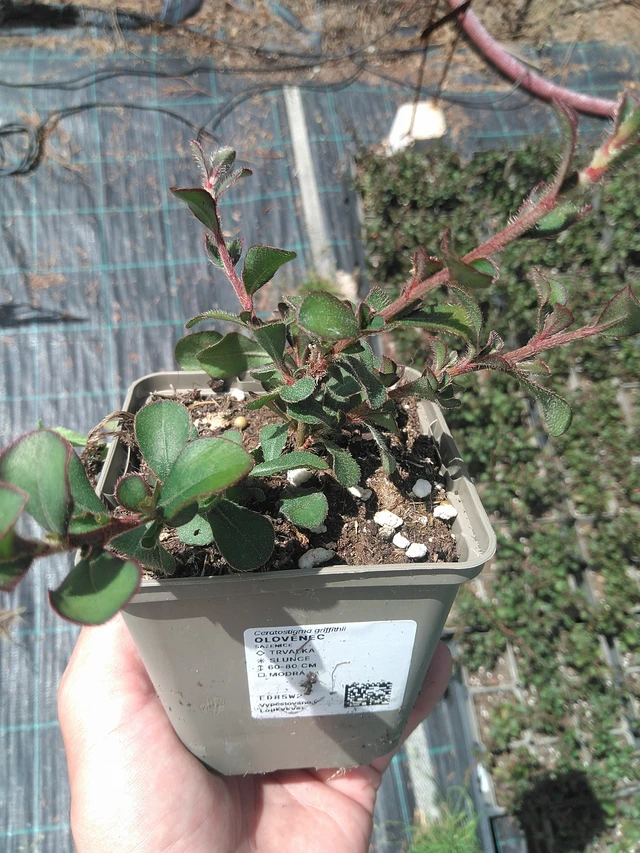 Plumbago - 24. 6. 2025