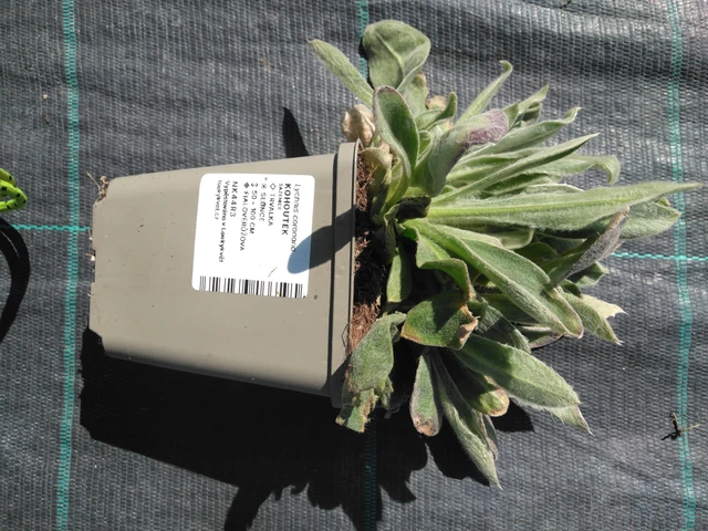 Campion - 3. 4. 2025