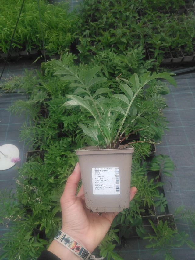 Aciano Bright Rose - 2024