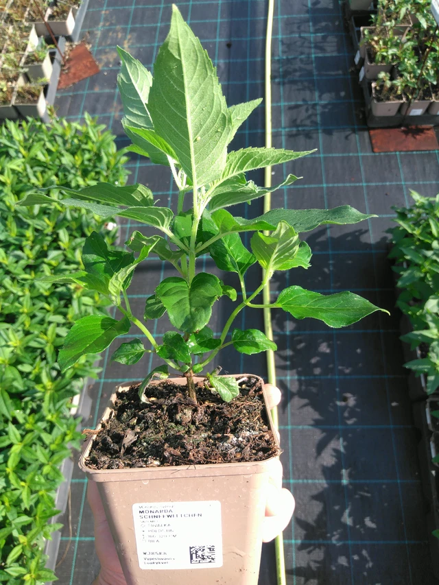 Monarda Schneewittchen - 14. 7. 2025