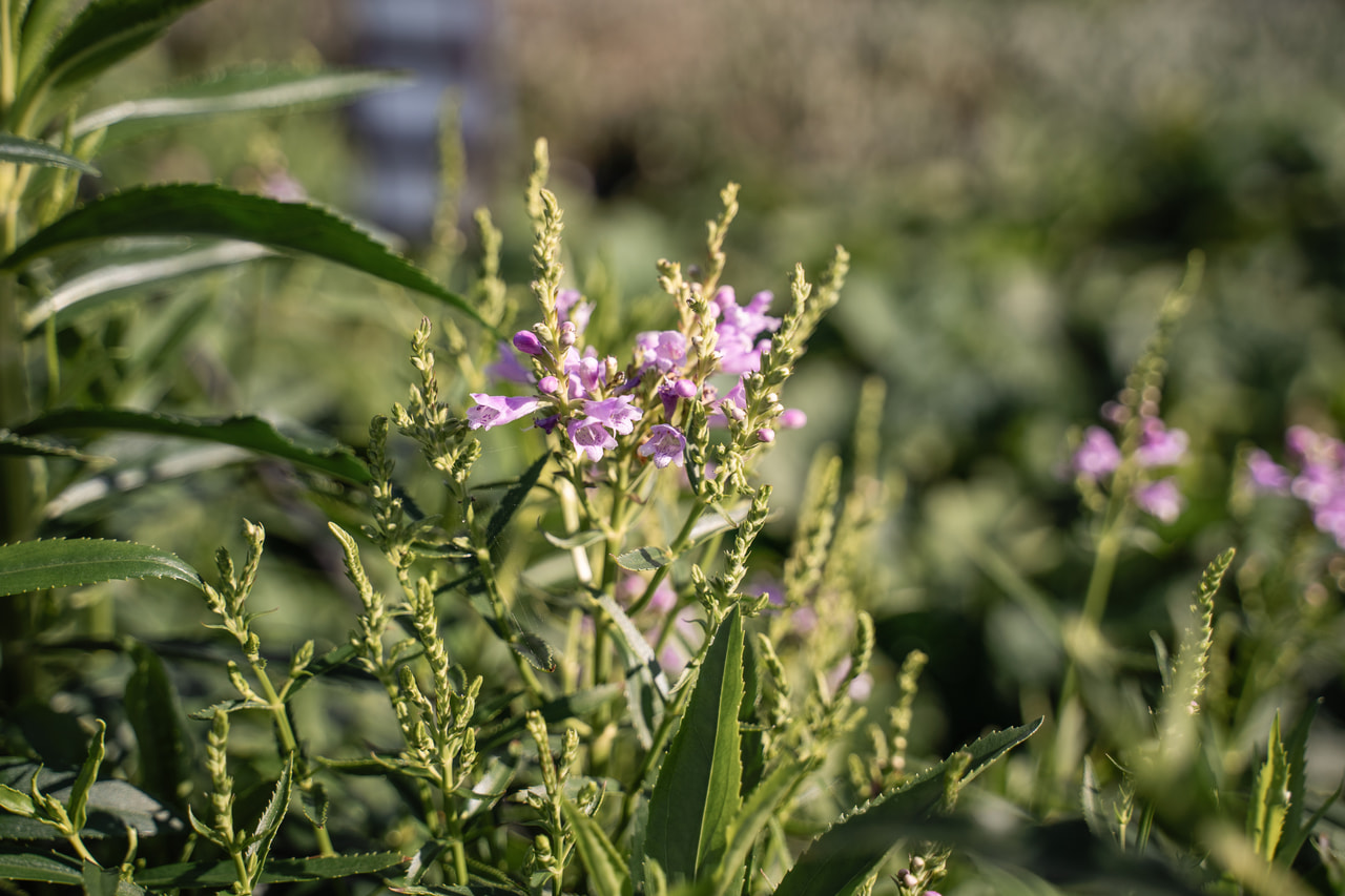 Scharnierbloem Rosea, Loukykvět
