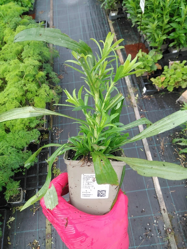 Goldenrod Solar Glory - 29. 7. 2025