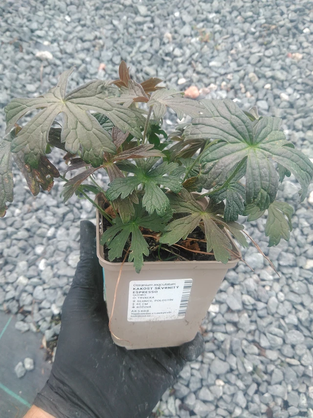 Geranium spotted Espresso - 10. 9. 2025