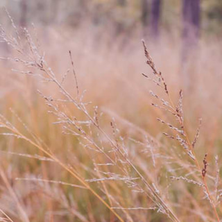 Metlice trsnatá Tardiflora, Loukykvět