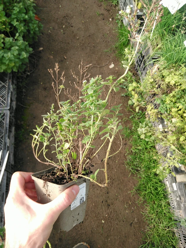 Dobromysl Hot And Spicy - 31. 10. 2025