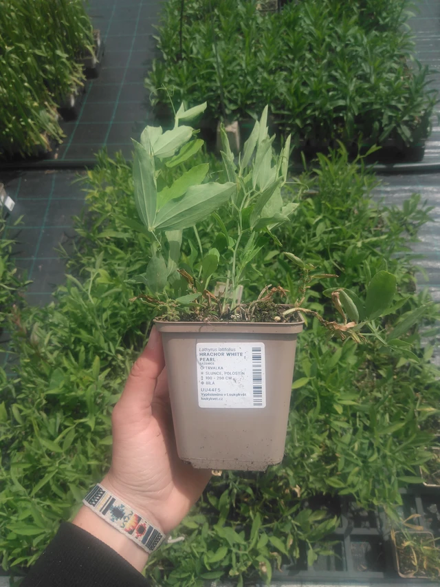 Hajuherne White Pearl - 2024