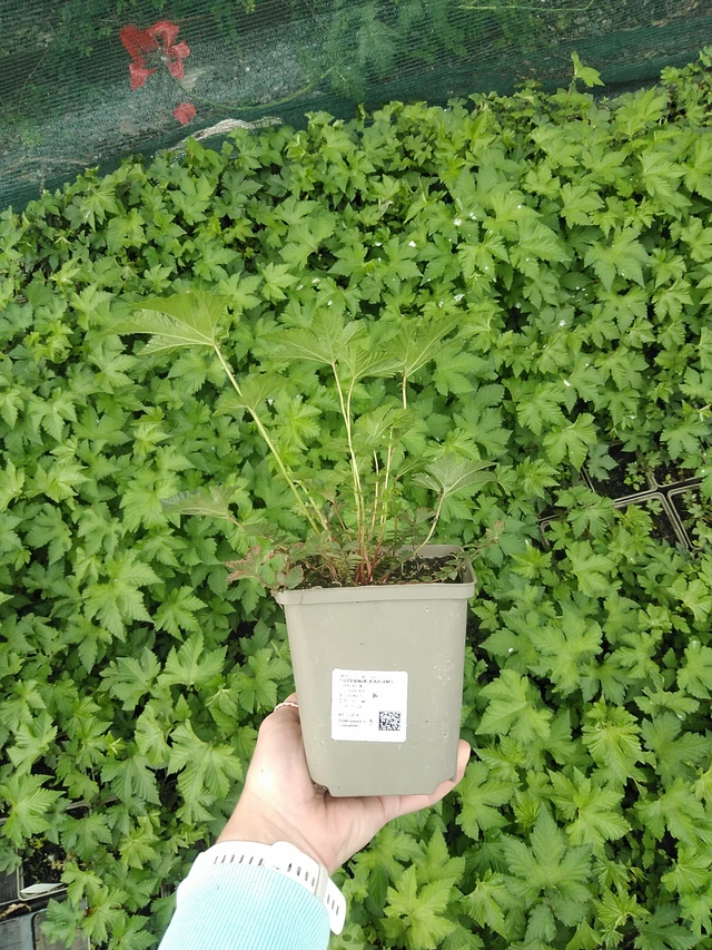 Angervo Kahome - 9. 6. 2025