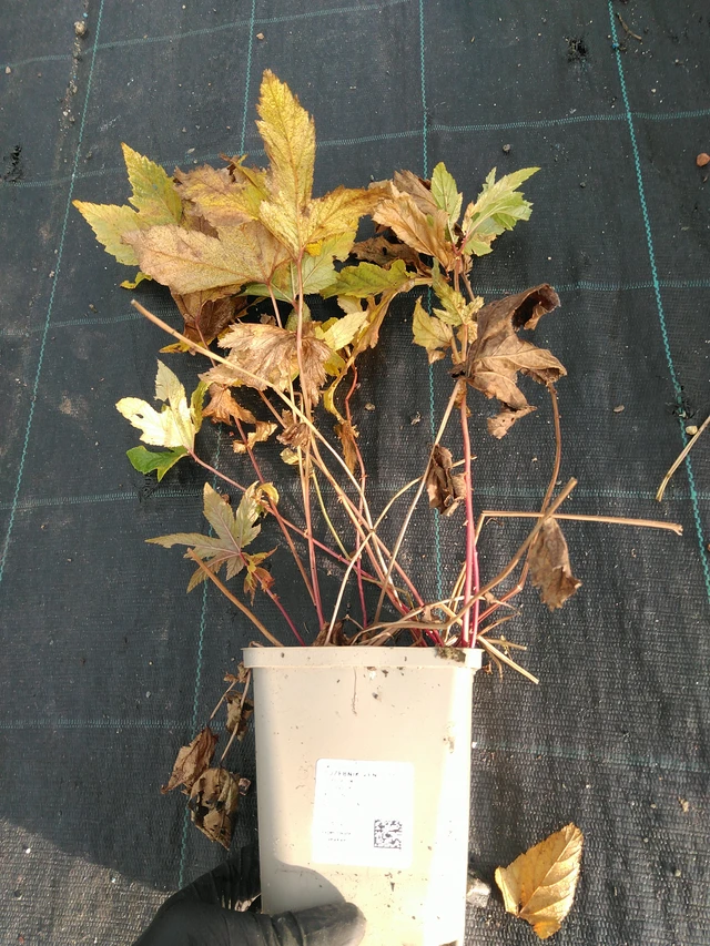 Angervo Venusta - 31. 10. 2025