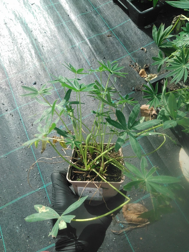 Altramuz Band of Nobles Fräulein - 13. 10. 2025