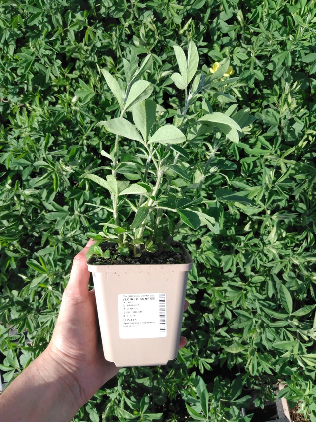 Lupine Sunrise - 2024