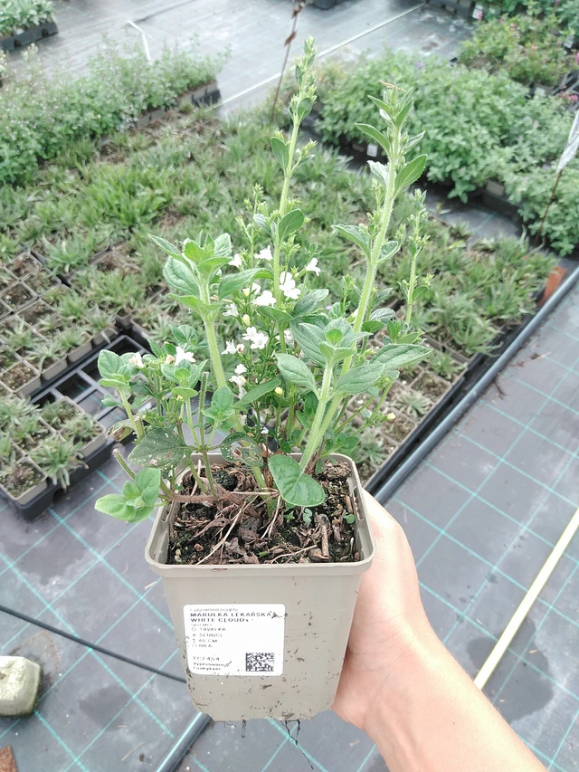 Mirrinminttu White Cloud - 10. 9. 2025