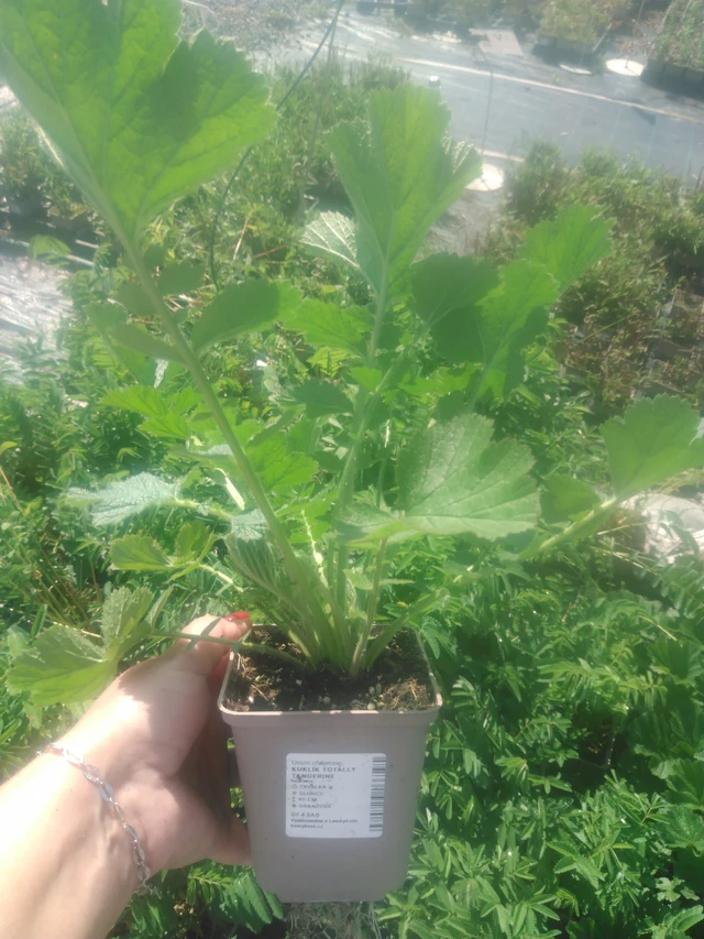 Geum Totally Tangerine - 2024