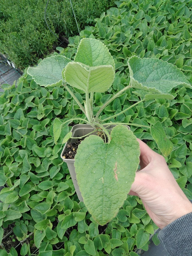 Lyhtykoiso Russeliana - 9. 6. 2025