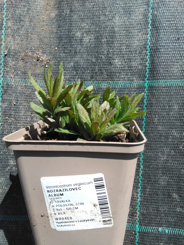 Rozrazilovec Album - 3. 4. 2025