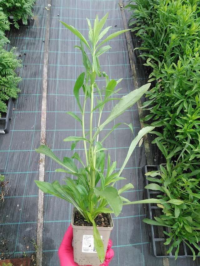 Kanadanpiisku Golden Glory - 29. 7. 2025