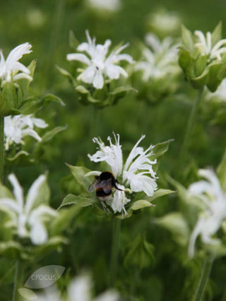 Monarda Snow Queen, Loukykvět