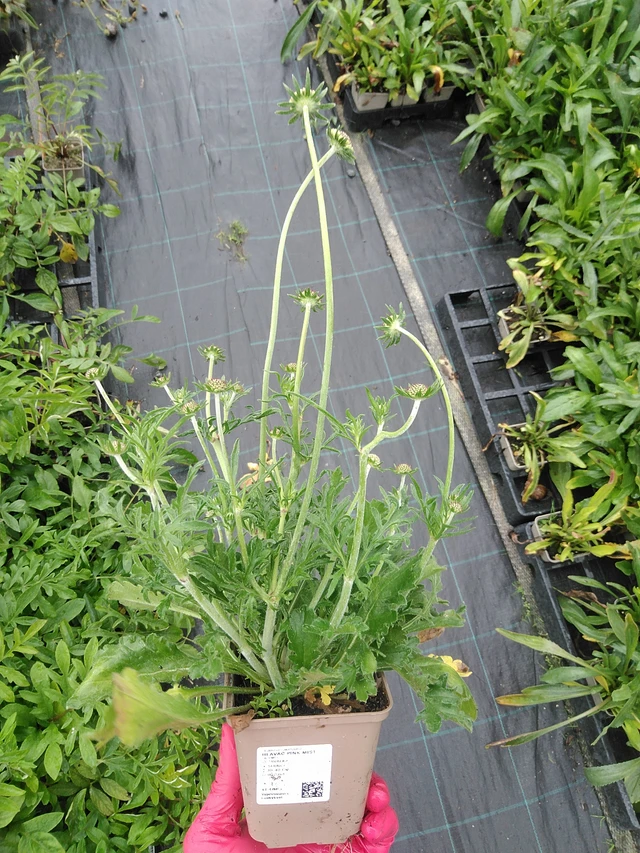 Scabiosa Pink Mist - 29. 7. 2025