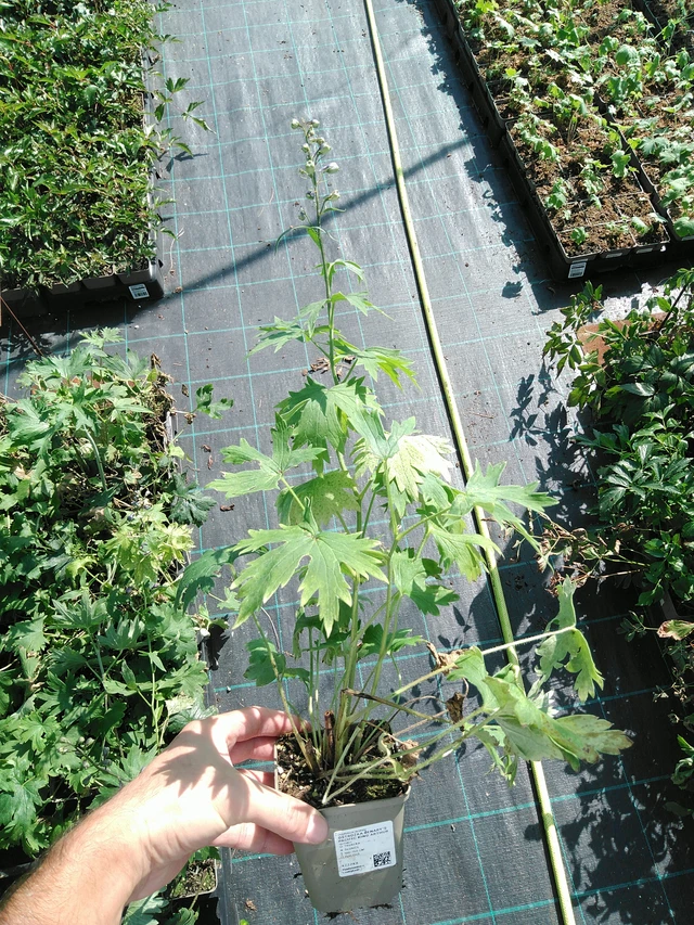 Delphinium Benary’s Pacific King Arthur - 19. 8. 2025