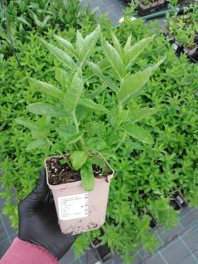 Kellokukka bělokvětý Alba - 2024