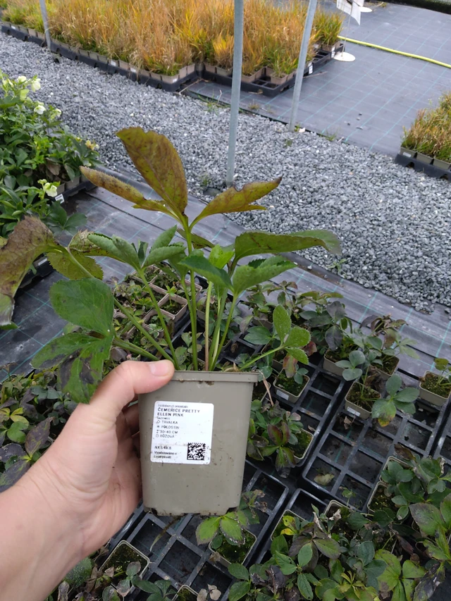 Hellebore Pretty Ellen Pink - 10. 10. 2025