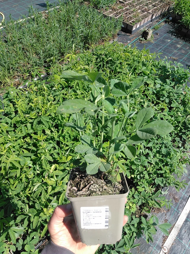 Lupine Sunrise - 13. 5. 2025