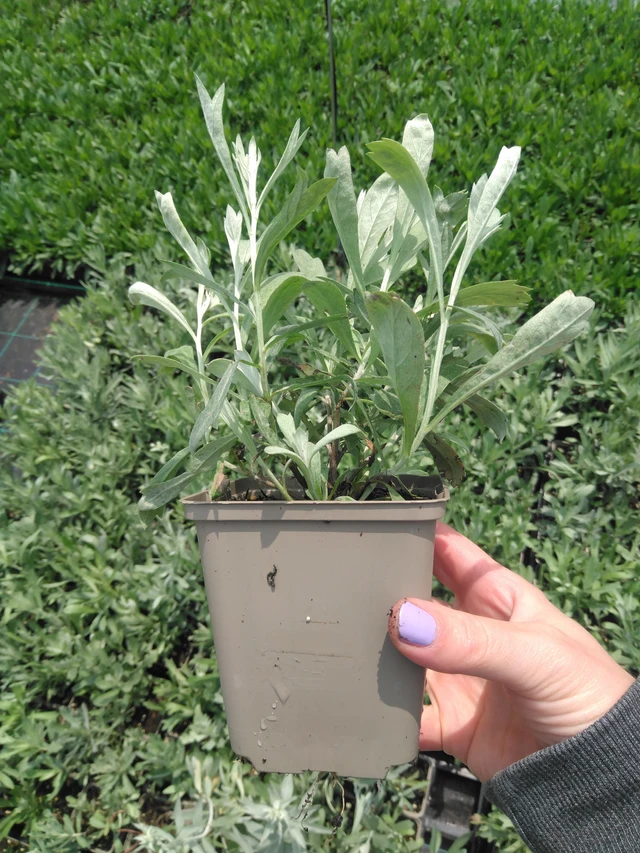 Wormwood Ludvíkův - 9. 6. 2025