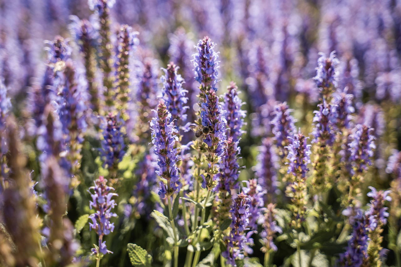 Šalvěj hajní Blauhügel, Loukykvět