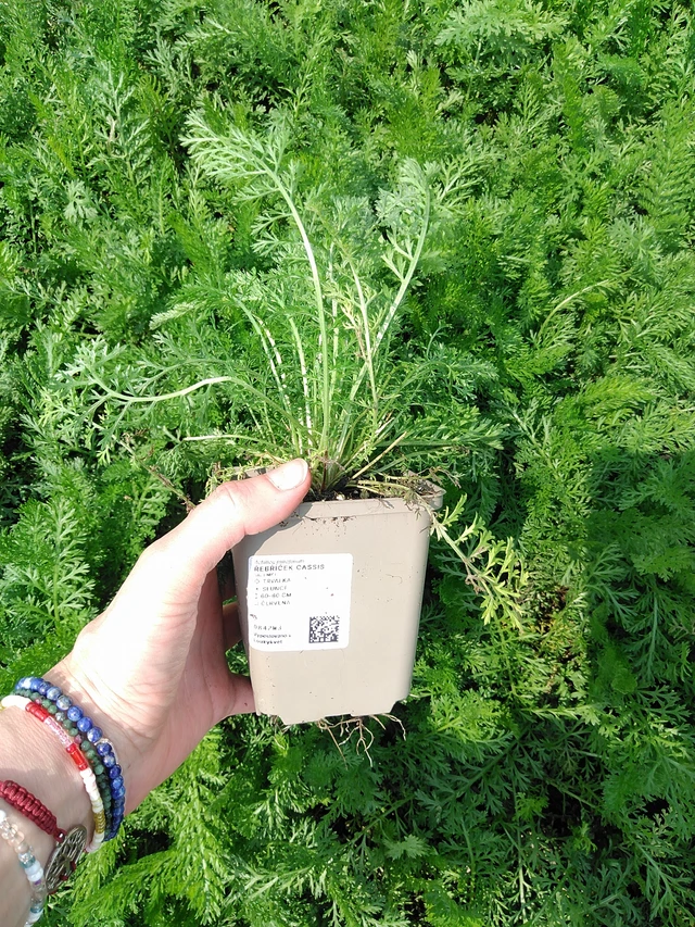 Řebříček Cassis - 9. 6. 2025