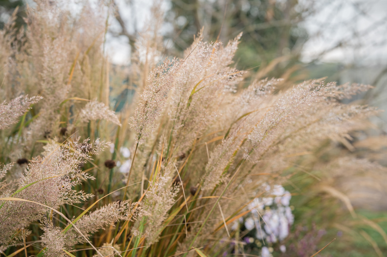 Szőrös nádtippan, Loukykvět