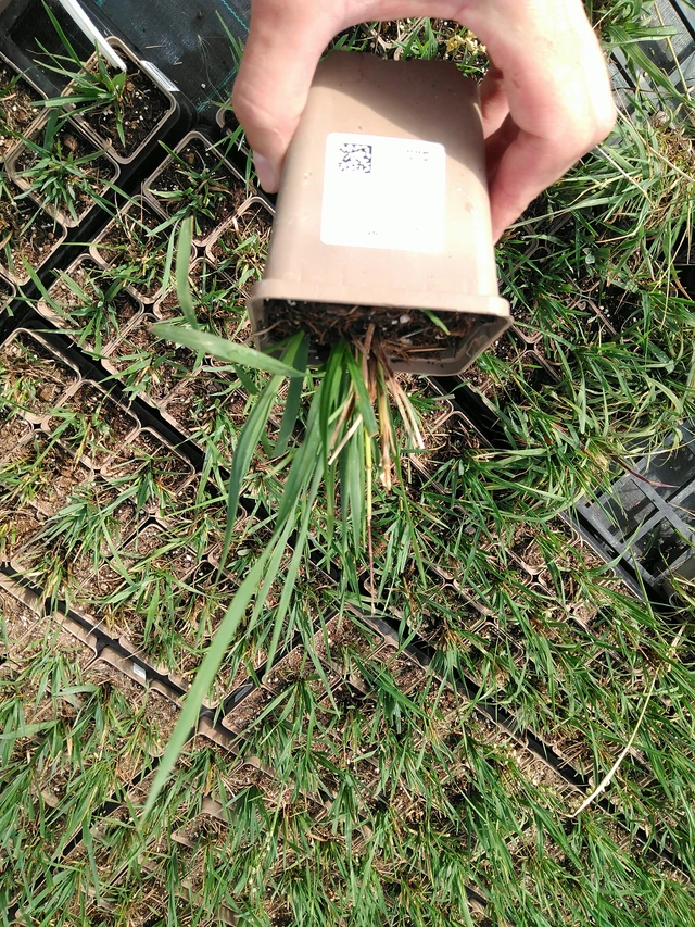 Třeslice Tinkerbell - 24. 6. 2025