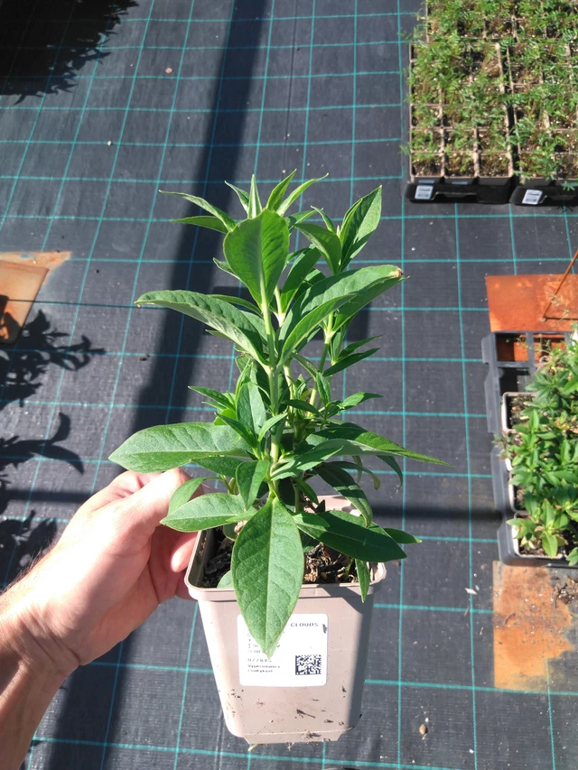 Flox White Clouds - 20. 6. 2025