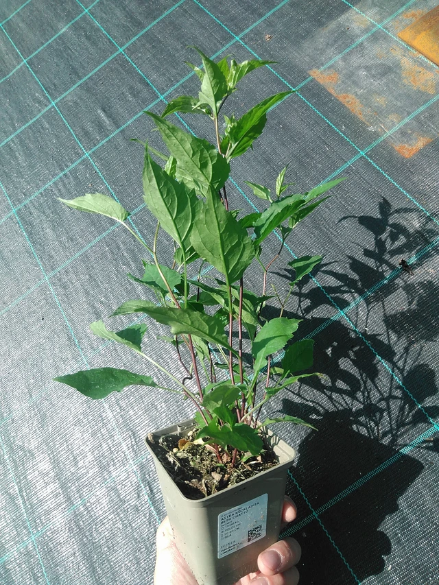 Astra rozkladitá Beth Chatto - 24. 6. 2025