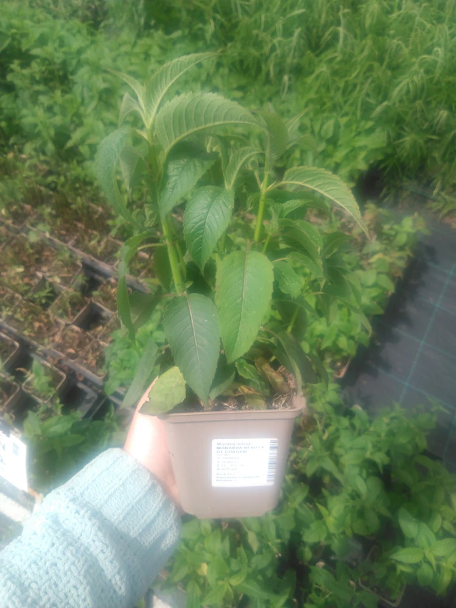 Monarda Beauty of Cobham - 2024