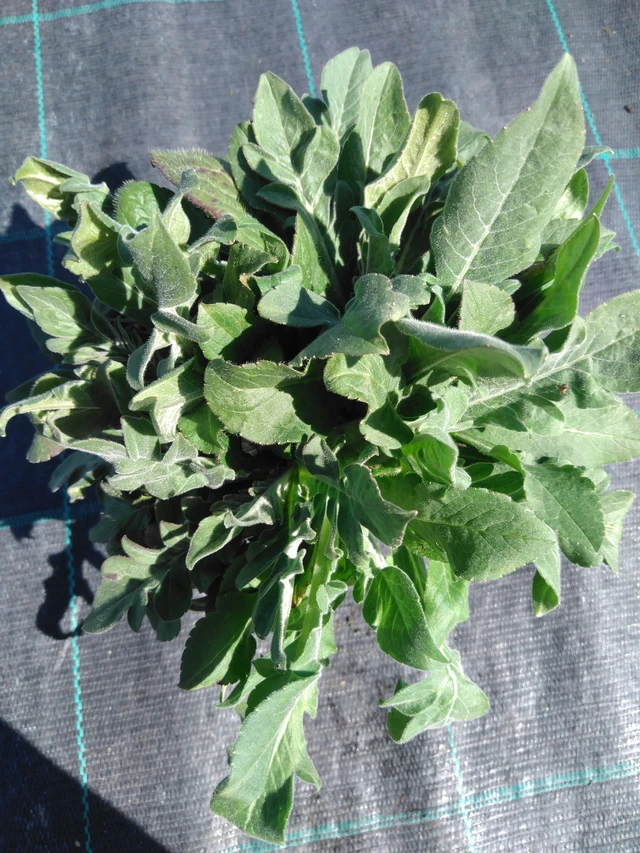 Scabiosa Red Knight - 3. 4. 2025