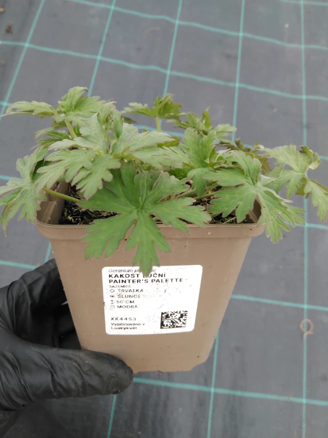 Travniška krvomočnica Painter’s Palette - 1. 4. 2026