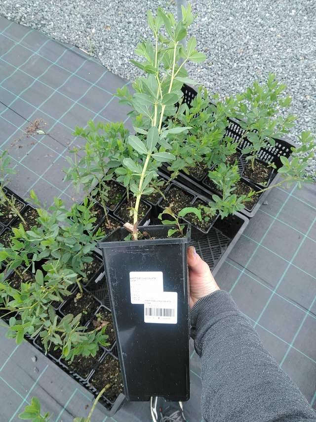 Pensasväriherne Chocolate Chip - 9. 6. 2025