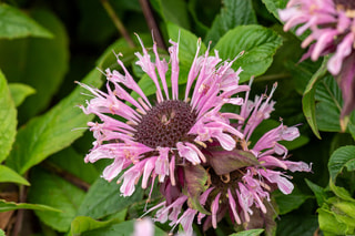 Monarda Beauty of Cobham, Loukykvět