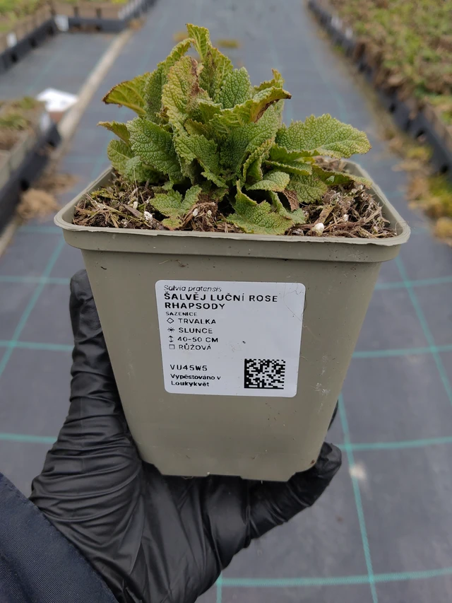 Šalvěj luční Rose Rhapsody - 31. 3. 2026