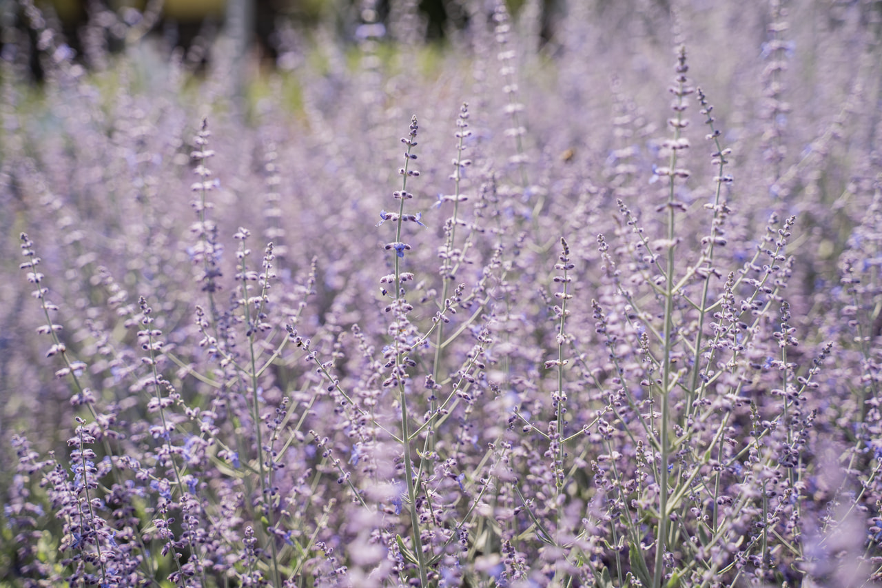 Perovskia Little Spire, Loukykvět