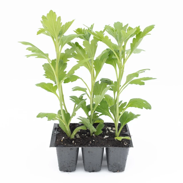 Chryzantéma Tula Copper - 2024