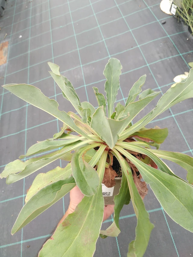 Statice Bright Diamond - 21. 7. 2025