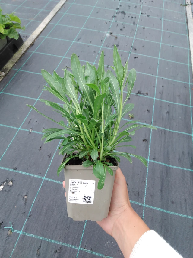 Gaura Cool Breeze - 11. 9. 2025