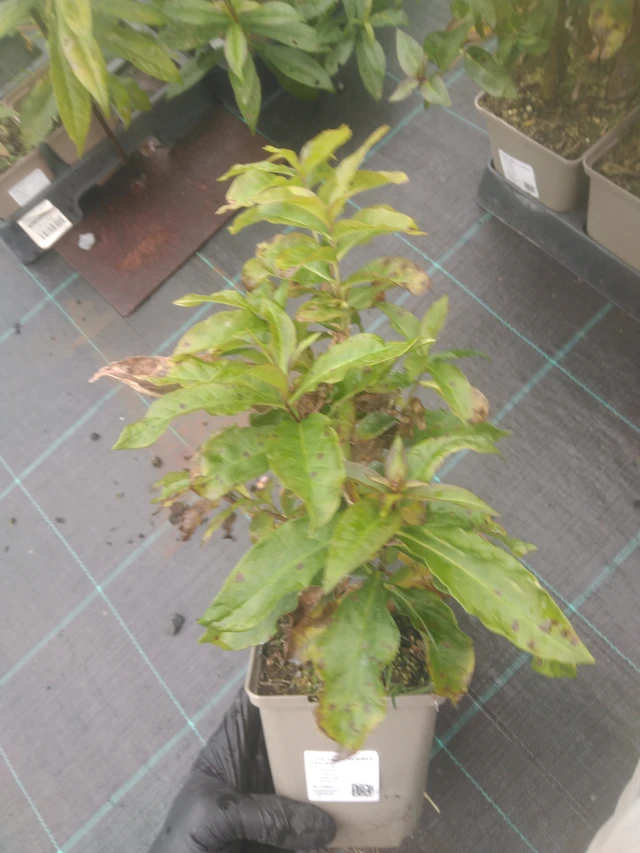 Flox Sweet Summer Fantasy - 23. 10. 2025