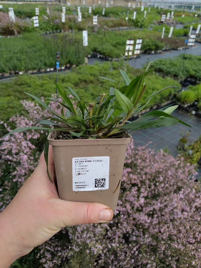 Aster Pink Cloud - 9. 10. 2025