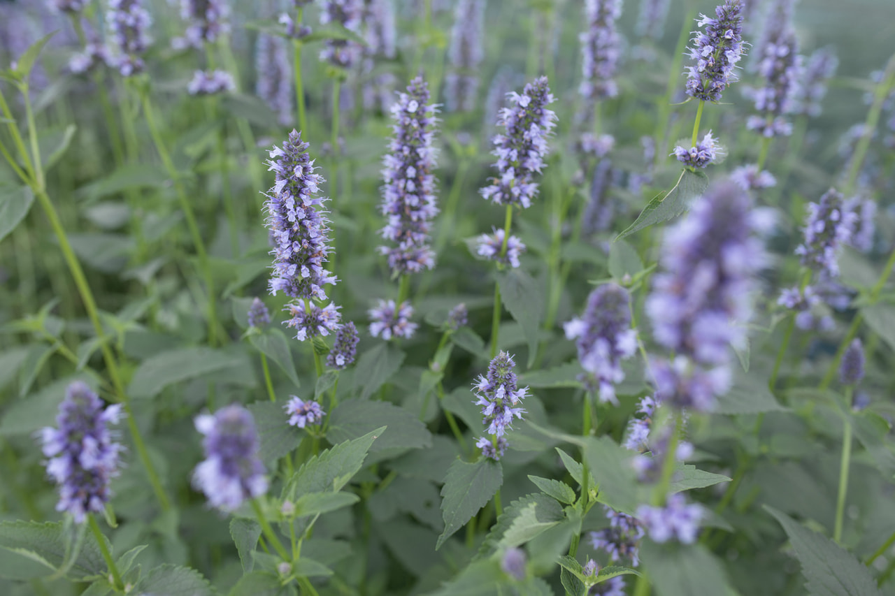 Agastache Black Adder, Loukykvět