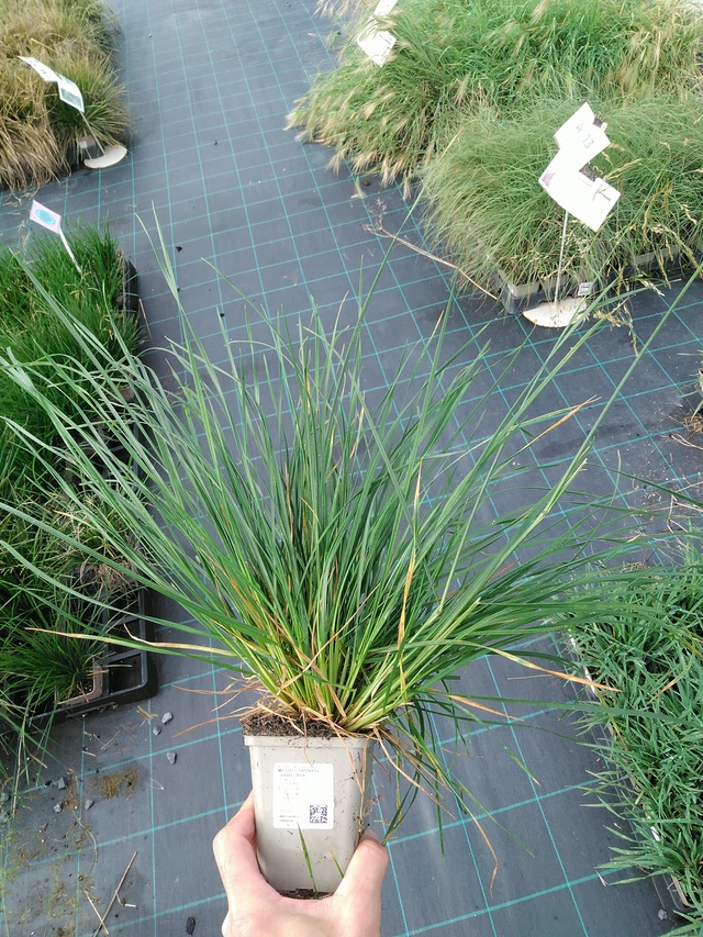 Metlice trsnatá Tardiflora - 28. 7. 2025